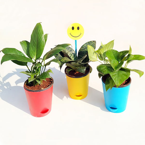 Home Decor : Air Purifier Plants in Self Watering Pots