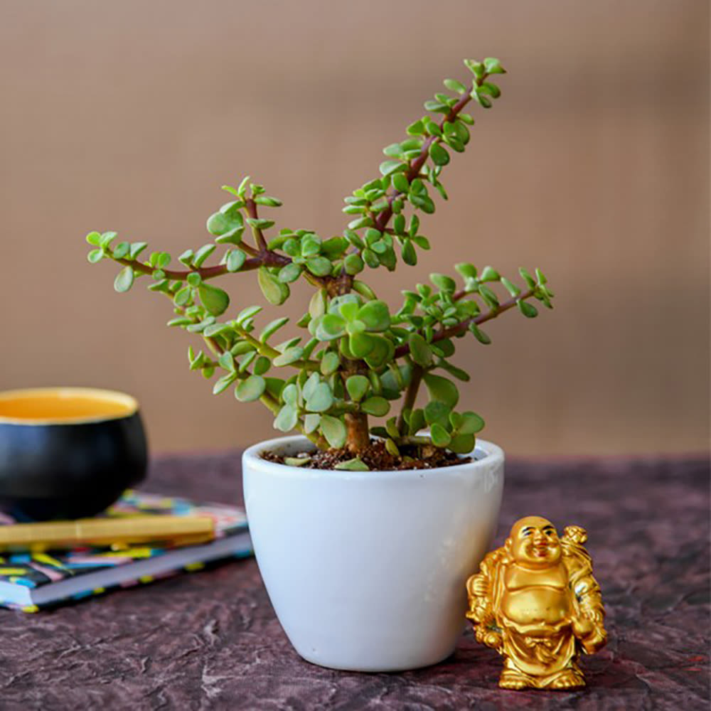 Home Decor : Boomer Jade Plant with Laughing Buddha or Monk