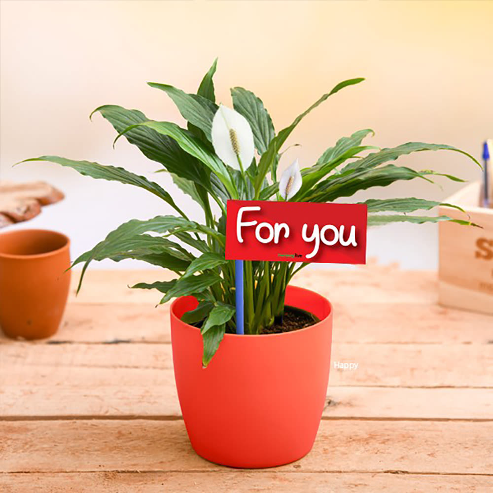 Home Decor :  Peace Lily For You