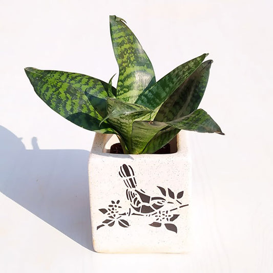 Home Decor : Sansevieria trifasciata Hahnii Snake Plant in Ceramic Pot