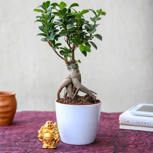 Home Decor : Wish Good Luck with Ficus Bonsai and Laughing Buddha