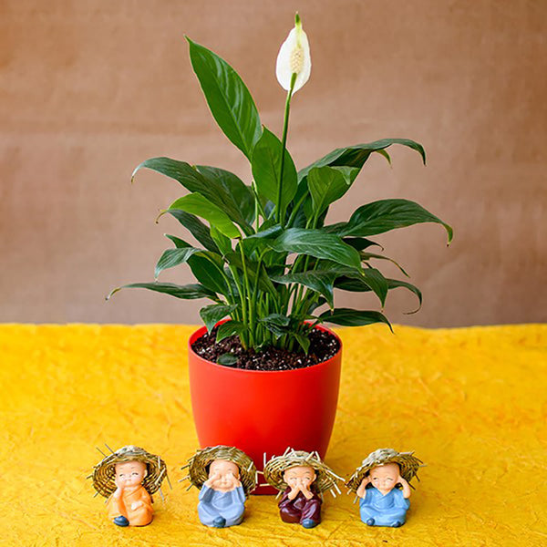 Home decor Pleasing Peace Lily with Cute Monks